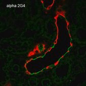 Monoclonal Anti-ENaC alpha-Allophycocyanin antibody produced in mouse clone 2G4