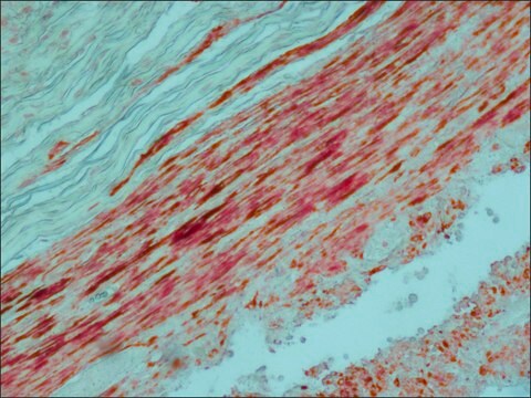 Alkaline Phosphatase-Anti-Alkaline Phosphatase antibody produced in mouse clone AP1B9, purified immunoglobulin, buffered aqueous solution