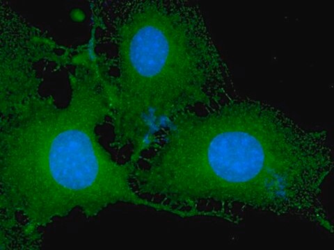 Anti-phospho-Akt1/PKB&#945; (Ser473) Antibody, clone 11E6, Alexa Fluor&#8482; 488 clone 11E6, Upstate&#174;, from mouse