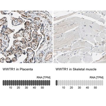 Anti-WWTR1 antibody produced in rabbit Prestige Antibodies&#174; Powered by Atlas Antibodies, affinity isolated antibody, buffered aqueous glycerol solution