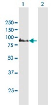 ANTI-COMP antibody produced in mouse purified immunoglobulin, buffered aqueous solution