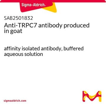 Anti-TRPC7 antibody produced in goat affinity isolated antibody, buffered aqueous solution