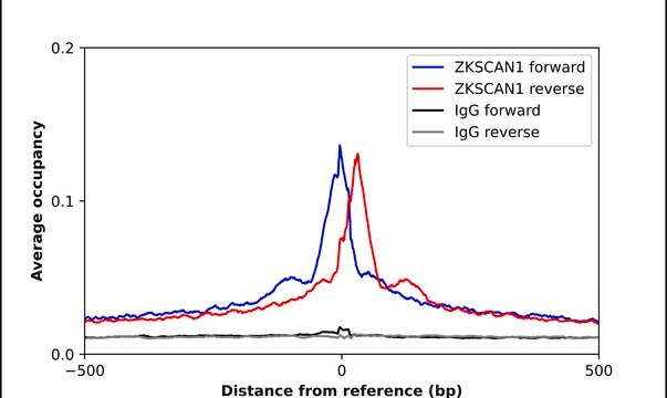 Anti-ZKSCAN1 antibody produced in rabbit Prestige Antibodies&#174; Powered by Atlas Antibodies, affinity isolated antibody, buffered aqueous glycerol solution
