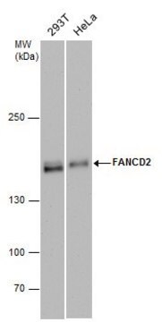 Monoclonal Anti-FANCD2 antibody produced in mouse