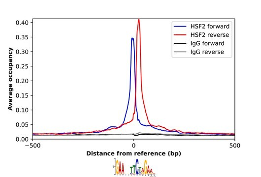 Anti-HSF2 antibody produced in rabbit Prestige Antibodies&#174; Powered by Atlas Antibodies, affinity isolated antibody, buffered aqueous glycerol solution