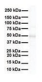 Anti-FOXA1 (ab2) antibody produced in rabbit affinity isolated antibody