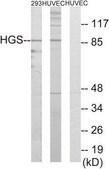 Anti-HGS antibody produced in rabbit affinity isolated antibody