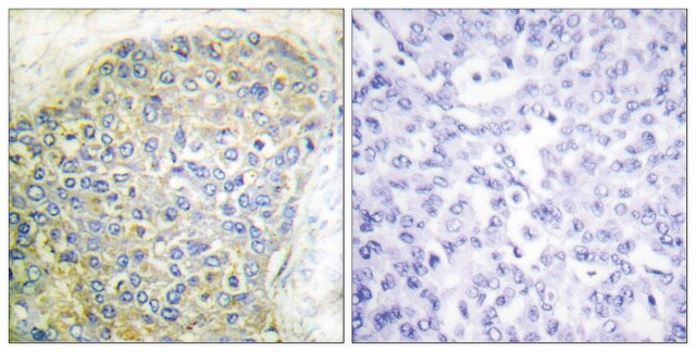 Anti-HSL antibody produced in rabbit affinity isolated antibody