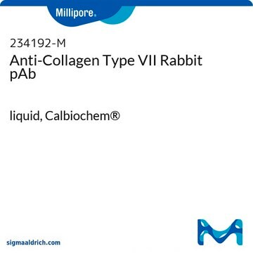 Anti-Collagen Type VII Rabbit pAb liquid, Calbiochem&#174;