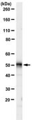 Anti-P2Y12 Receptor from rabbit, purified by affinity chromatography