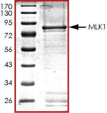 MLK1 (1-433), active, GST tagged human PRECISIO&#174; Kinase, recombinant, expressed in baculovirus infected Sf9 cells, &#8805;70% (SDS-PAGE), buffered aqueous glycerol solution