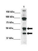 Anti-CFLAR antibody produced in rabbit IgG fraction of antiserum