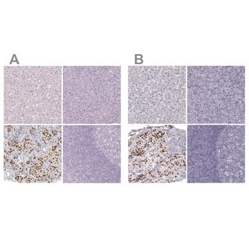 Anti-POU1F1 antibody produced in rabbit Prestige Antibodies&#174; Powered by Atlas Antibodies, affinity isolated antibody