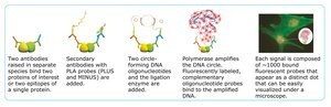 Duolink&#174; In Situ Detection Reagents Brightfield