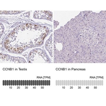 Anti-CCNB1 antibody produced in rabbit Prestige Antibodies&#174; Powered by Atlas Antibodies, affinity isolated antibody