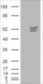 Anti-CACNB4, C-Terminal antibody produced in goat affinity isolated antibody, buffered aqueous solution