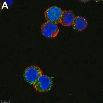 Anti-SCN2A Antibody, clone 3F19 ZooMAb&#174; Rabbit Monoclonal recombinant, expressed in HEK 293 cells