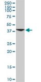 Anti-INPP1 antibody produced in rabbit purified immunoglobulin, buffered aqueous solution
