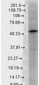 Monoclonal Anti-GABRB3 antibody produced in mouse clone S87-25, 1&#160;mg/mL, purified immunoglobulin