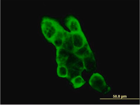 Monoclonal Anti-EPHA2 antibody produced in mouse clone 1E3, purified immunoglobulin, buffered aqueous solution