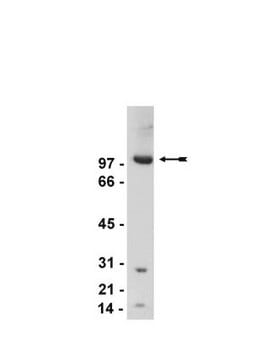 Anti-mGluR2/3 Antibody Upstate&#174;, from rabbit