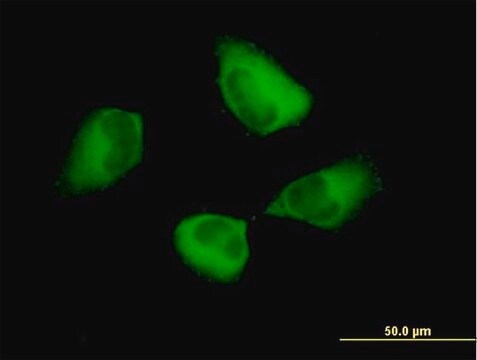 Anti-PDCD6IP antibody produced in mouse purified immunoglobulin, buffered aqueous solution