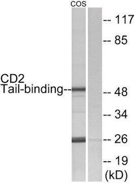 Anti-CD2 Tail-binding antibody produced in rabbit affinity isolated antibody