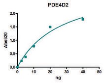 PDE4D2 active human recombinant, expressed in baculovirus infected Sf9 cells, &#8805;80% (SDS-PAGE)