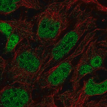 Anti-PRDM16 antibody produced in rabbit Prestige Antibodies&#174; Powered by Atlas Antibodies, affinity isolated antibody