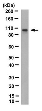 Anti-TfR2 Antibody, clone 9F8-1C11 clone 9F8 1C11, from mouse