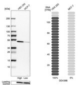 Anti-DDX39B antibody produced in rabbit Prestige Antibodies&#174; Powered by Atlas Antibodies, affinity isolated antibody