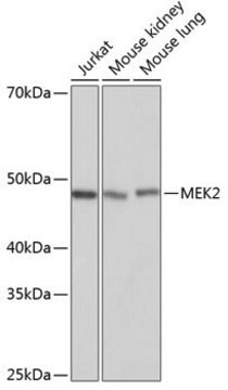 Anti- MEK2 antibody produced in rabbit