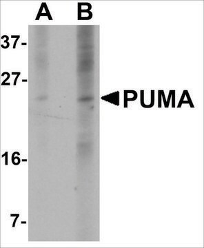 Monoclonal Anti-PUMA antibody produced in mouse clone 10C5G1, purified immunoglobulin, buffered aqueous solution