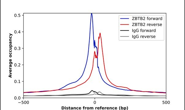 Anti-ZBTB2 antibody produced in rabbit Prestige Antibodies&#174; Powered by Atlas Antibodies, affinity isolated antibody, buffered aqueous glycerol solution, Ab4