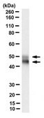 Anti-nonphospho-Ser9/21 GSK3&#946;/&#945; Antibody, clone 15C2 clone 15C2, from mouse