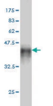 Monoclonal Anti-MAST2 antibody produced in mouse clone 3F9, purified immunoglobulin, buffered aqueous solution