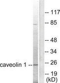 Anti-Caveolin-1 antibody produced in rabbit affinity isolated antibody