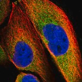 Anti-SLC9A5 antibody produced in rabbit Prestige Antibodies&#174; Powered by Atlas Antibodies, affinity isolated antibody, buffered aqueous glycerol solution