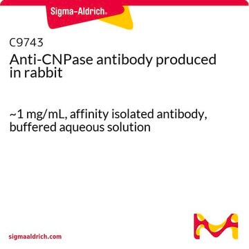 Anti-CNPase antibody produced in rabbit ~1&#160;mg/mL, affinity isolated antibody, buffered aqueous solution