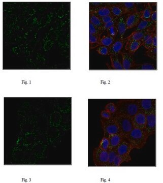 Anti-Annexin VI Antibody, clone 4B11.1 clone 4B11.1, from mouse