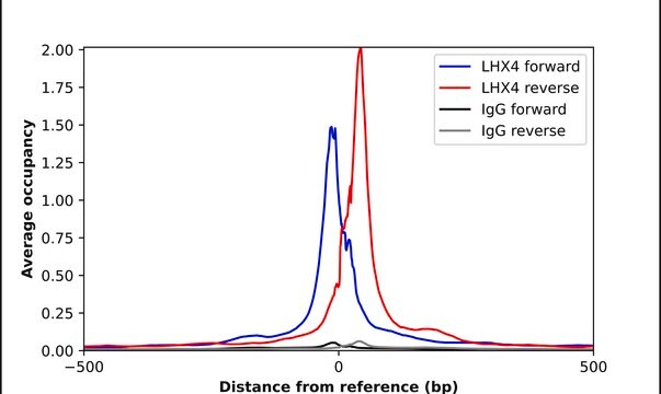Anti-LHX4 antibody produced in rabbit Prestige Antibodies&#174; Powered by Atlas Antibodies, affinity isolated antibody