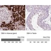 Anti-DBH antibody produced in rabbit Prestige Antibodies&#174; Powered by Atlas Antibodies, affinity isolated antibody