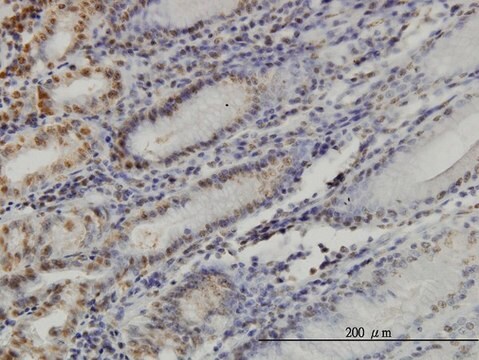 ANTI-YY1 antibody produced in mouse clone 2C5, purified immunoglobulin, buffered aqueous solution