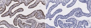 Anti-Progesterone Receptor Antibody, clone 1D2 ZooMAb&#174; Rabbit recombinant, expressed in HEK 293 cells
