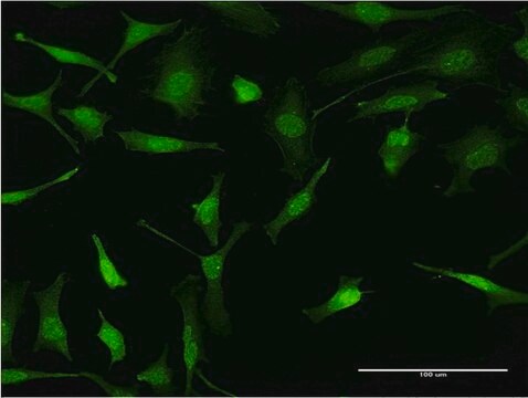 Monoclonal Anti-PURA antibody produced in mouse clone 1C10, purified immunoglobulin, buffered aqueous solution