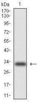 Monoclonal Anti-Cytokeratin 5 antibody produced in mouse clone 2C2, purified immunoglobulin, buffered aqueous solution