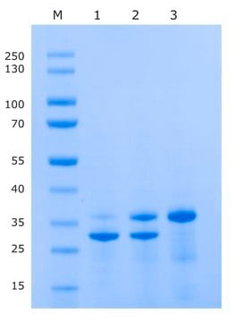 IceTEV Protease Histidine tagged recombinant protein, aqueous solution