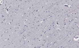 Anti-EphA2 Antibody, clone 2C3 ZooMAb&#174; Rabbit Monoclonal recombinant, expressed in HEK 293 cells