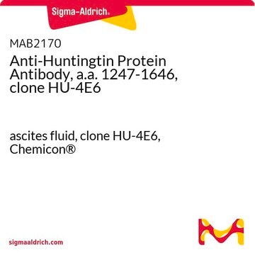 Anti-Huntingtin Protein Antibody, a.a. 1247-1646, clone HU-4E6 ascites fluid, clone HU-4E6, Chemicon&#174;