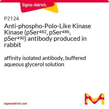 Anti-phospho-Polo-Like Kinase Kinase (pSer482, pSer486, pSer490) antibody produced in rabbit affinity isolated antibody, buffered aqueous glycerol solution